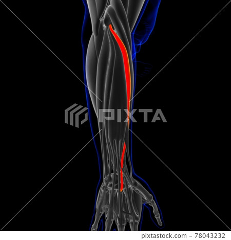 Extensor Carpi Radialis Brevis Muscle Anatomy... - Stock Illustration ...
