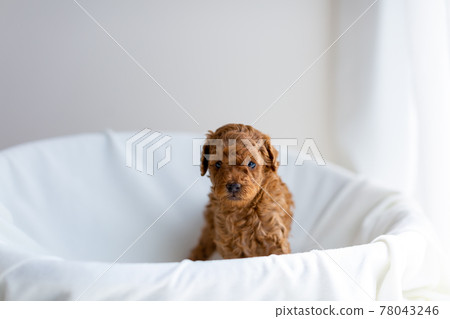 Puppy toy poodle 78043246