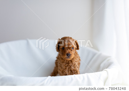 小狗玩具貴賓犬 78043248