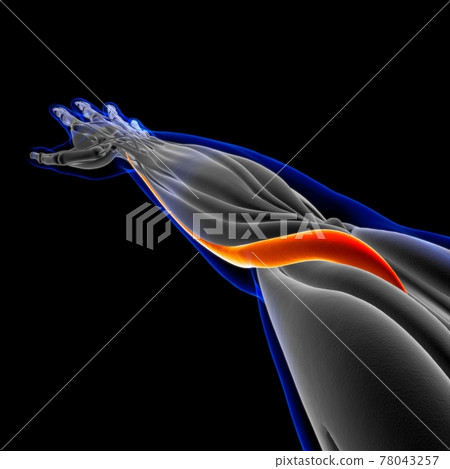 Brachioradialis Muscle Anatomy For Medical Concept 3D Illustration 78043257