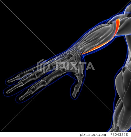 Brachioradialis Muscle Anatomy For Medical Concept 3D Illustration 78043258