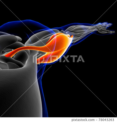 Biceps Brachii Muscle Anatomy For Medical Concept 3D Illustration 78043263