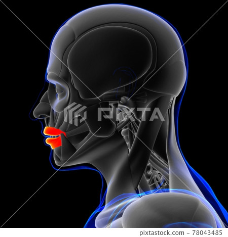 Orbicularis Oris Muscle Anatomy For Medical Stock