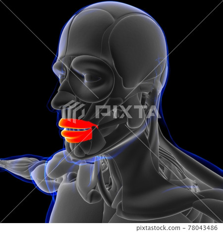 Orbicularis Oris Muscle Anatomy For Medical Stock