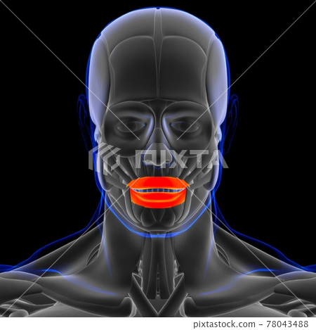 Orbicularis Oris Muscle Anatomy For Medical Stock