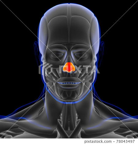 Nasal Cartilage Anatomy For Medical Concept 3D 78043497