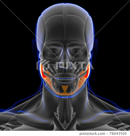 Masseter Superficial Muscle Anatomy For Medical... - Stock Illustration ...