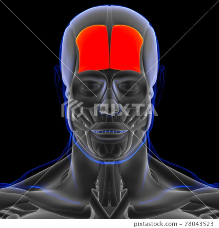 Frontalis Muscle Anatomy For Medical Concept 3D 78043523