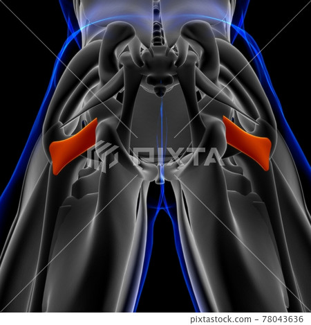 Quadriceps Femoris Muscle Anatomy For Medical... - Stock Illustration ...