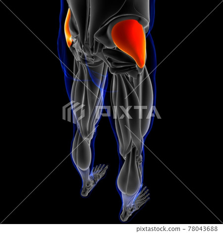 Gluteus Medius Muscle Anatomy For Medical... - Stock Illustration ...