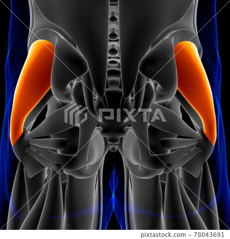 Gluteus Medius Muscle Anatomy For Medical... - Stock Illustration ...