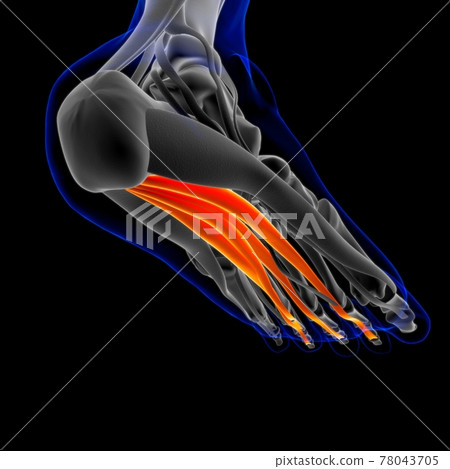 Flexor Digitorum Brevis Muscle Anatomy For Medical Concept 3D Illustration 78043705