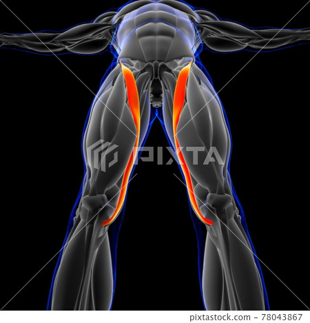 Sartorius Muscle Anatomy For Medical Concept 3D... - Stock Illustration ...