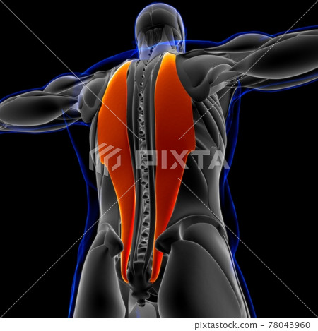 Iliocostalis Muscle Anatomy For Medical Concept 3D Illustration 78043960