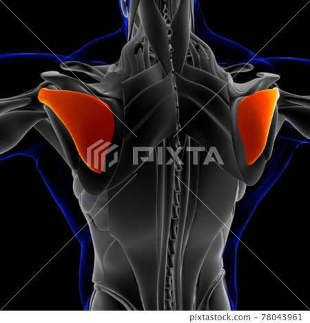 Infraspinatus Muscle Anatomy For Medical Concept 3D Illustration 78043961