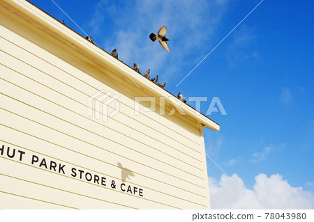 Birds circling on the roof Birds circling on the roof 78043980
