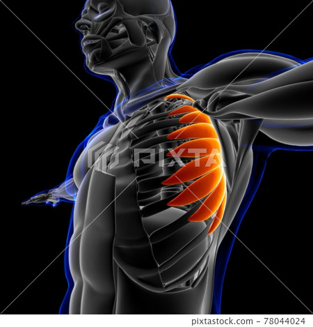 Serratus Anterior Muscle Anatomy For Medical Concept 3D Illustration 78044024