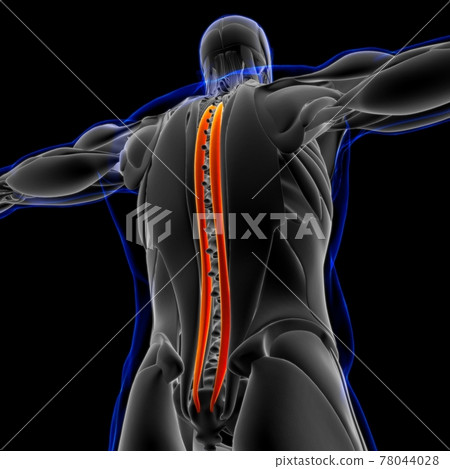 Spinalis Muscle Anatomy For Medical Concept 3D Illustration 78044028