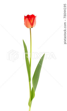 Tulip flower on a long stem with leaves, isolated on white background. Beautiful spring flowers. 78044195