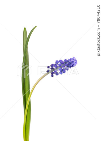 Muscari flower isolated on white background. Grape Hyacinth. Beautiful spring flowers. 78044210