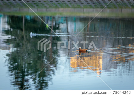 The duck swims in the city pond against the backdrop of the setting sun. The duck swims in the city pond against the backdrop of the setting sun. 78044243