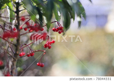 Sekkoji Temple Cold Botan 78044331