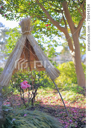 石小寺冷牡丹 石小寺冷牡丹 78044334