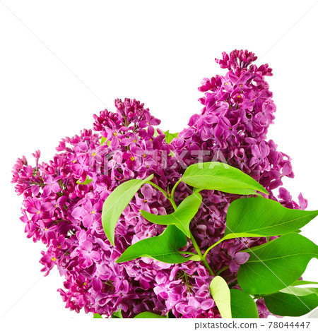 Lilac branch isolated on white . Lilac branch isolated on white . 78044447