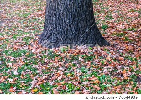 The base of the trunk of an old oak tree in autumn park. 78044939