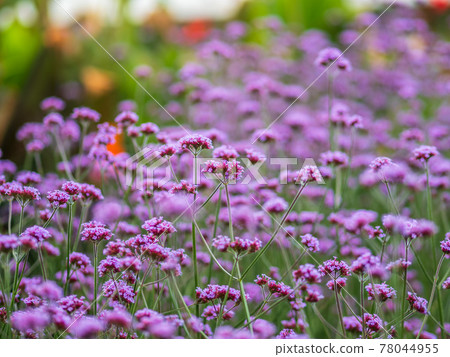 Verbena bonariensis flowers, Argentinian Vervain or Purpletop Vervain, Clustertop Vervain, Tall Verbena, Pretty Verbena, in garden 78044955
