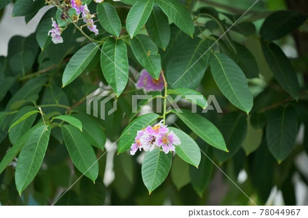 Banaba, Olana sparrow (Banaba, Lagerstroemia speciosa) 78044967