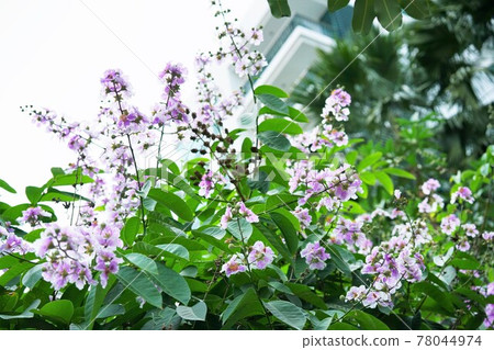 Cherry blossoms in Thailand, Banaba, Olana sparrow (Banaba, Lagerstroemia speciosa) Cherry blossoms in Thailand, Banaba, Olana sparrow (Banaba, Lagerstroemia speciosa) 78044974