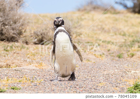 Magellanic penguin close up. Punta Tombo penguin colony, Patagonia 78045109