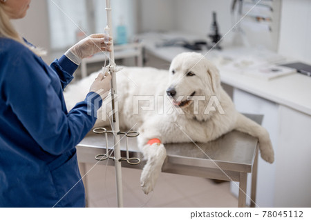 A big white dog on an intravenous therapy 78045112