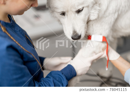 Veterinarian takes blood from a dog's paw with a syringe for analysis 78045115