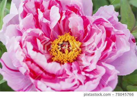 Flower peony full bloom peony peony plant button button family Flower peony full bloom peony peony plant button button family 78045766