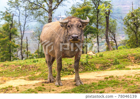 Water Buffalo in Sapa, Vietnam Water Buffalo in Sapa, Vietnam 78046139