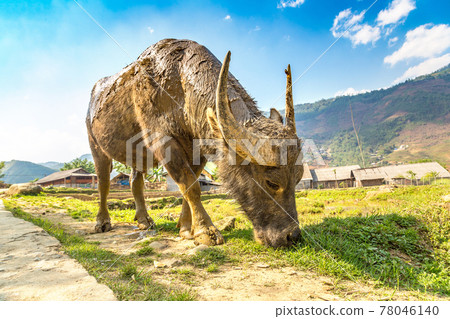 Water Buffalo in Sapa, Vietnam 78046140