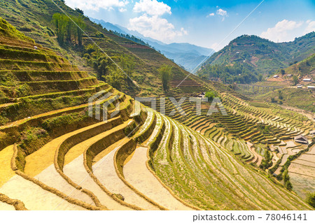 Terraced rice field in Sapa 78046141