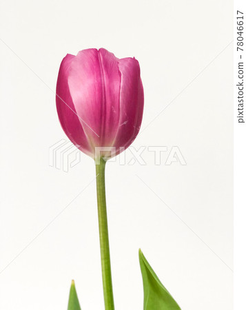 Close up fresh Tulip isolated on white background. Close up fresh Tulip isolated on white background. 78046617
