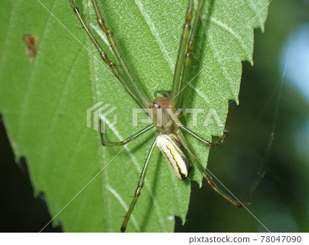 Female of Koshirokane spider. Female of Koshirokane spider. 78047090