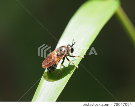 Alice Abu where larvae grow in ant nests Alice Abu where larvae grow in ant nests 78047094