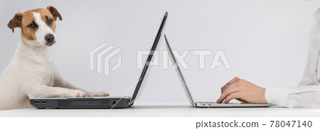 A woman is working on a modern laptop, while a Jack Russell Terrier dog on an obsolete on a white background. Comparison of fast and slow typing on the keyboard 78047140