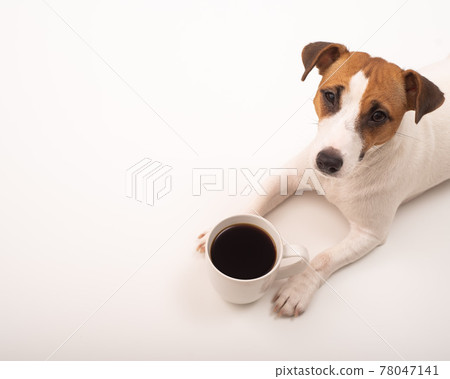 Jack russell terrier dog with a mug of black coffee on a white background. 78047141