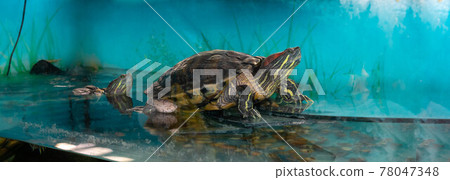 Turtle in the water. Red-eared slider swimming in the water in the aquarium Turtle in the water. Red-eared slider swimming in the water in the aquarium 78047348