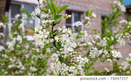 Under the windows of the house a blooming white apple tree Under the windows of the house a blooming white apple tree 78047357