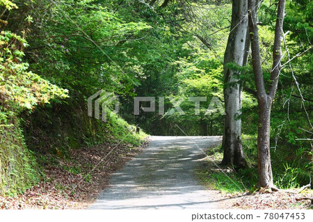 Fresh green of Yamashirocho Forest Park Fresh green of Yamashirocho Forest Park 78047453