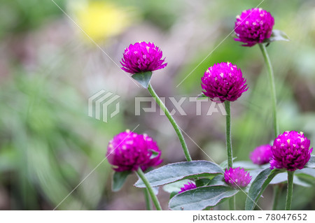 在綠色背景的莧菜 78047652