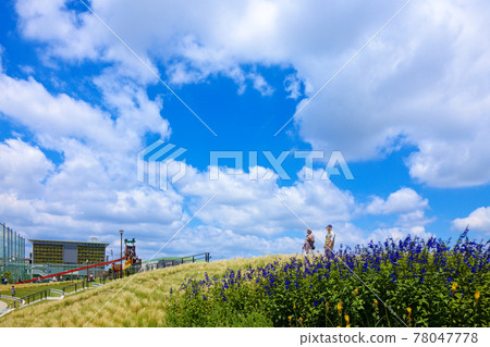 新宮前公園紫花鼠尾草（草甸鼠尾草）和藍天高級 78047778