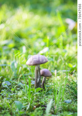 Brown edible mushroom in green grass in the forest. Leccinum scabrum or the rough-stemmed bolete. 78047988